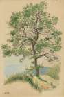 Laubbaum und Weg 1924 Art Print
