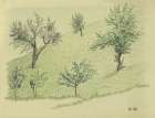 Laubbaume auf Hugel 1924 Art Print