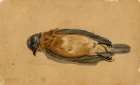 Dead Bird 1845 Art Print