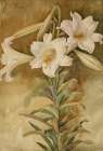 Still Life of Easter Lilies ca 1896 Art Print