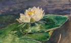 Water Lily 1896 Art Print