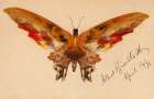 Butterfly 1896 Art Print