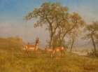Grazing Antelope 1863 Art Print