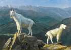 Mountain Goats Art Print