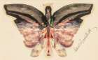 Pink Butterfly Art Print