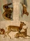 Study of Bighorn Sheep and Antelope Art Print