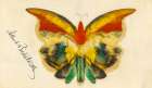 Yellow Butterfly ca 1890 Art Print
