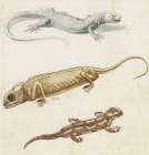 Study of a Lizard, Chameleon and Salamander 1553 Art Print