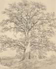 A Great Oak Tree c. 1801 Art Print