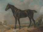 Golding Constables Black Riding-Horse Art Print
