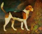 A Foxhound, Ringwood 1792 Art Print