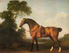 A Saddled Bay Hunter 1768 Art Print
