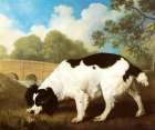 Faddle, a Spaniel 1792 Art Print