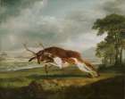 Hound Coursing a Stag ca 1762 Art Print