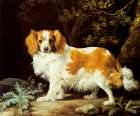 King Charles Spaniel 1776 Art Print