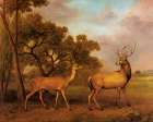 Red Deer Stag and Hind 1792 Art Print
