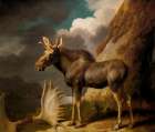 The Moose 1770 Art Print