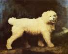 Water Spaniel Dog 1804 Art Print