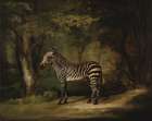 Zebra 1762 Art Print