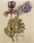 Anemone and Pasque, Walberswick 1915 Art Print