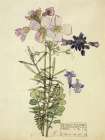Cuckoo Flower, Chiddingstone 1910 Art Print