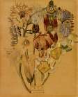 Flower Study, Mont Louis Art Print
