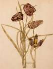 Fritillaria, Walberswick 1915 Art Print