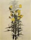 Gorse, Walberswick 1915 Art Print
