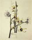 Japanese Witch Hazel 1915 Art Print