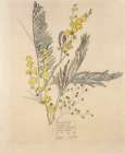 Mimosa, Amelie-les-Bains 1924 Art Print