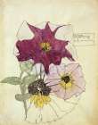 Petunia, Walberswick 1914 Art Print