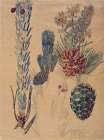 Pine Cones, Mont Louis 1925 Art Print