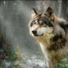 Forest Wolf I Art Print