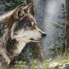 Forest Wolf II Art Print