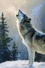 Howling Wolf I Art Print