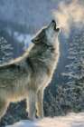 Howling Wolf II Art Print