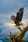 Mountain Eagle I Art Print