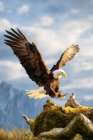 Mountain Eagle II Art Print