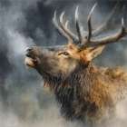 Calling Bull Elk II Art Print