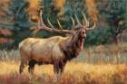 Calling Bull Elk in Meadow I Art Print