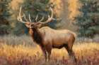 Calling Bull Elk in Meadow II Art Print