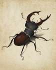 Stag Beetle 1505 Vintage Print
