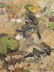 Chaffinches and Dragonflies 1885 Art Print