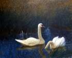 Swans in Reeds 1907 Art Print