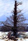 Oak Tree in the Snow 1829 Art Print
