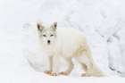 Arctic Fox Art Print