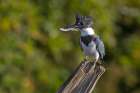 Belted Kingfisher Art Print