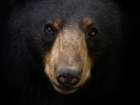 Black Bear Closeup Art Print