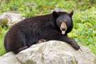 Black Bear Art Print