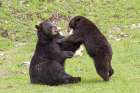 Black Bears Art Print